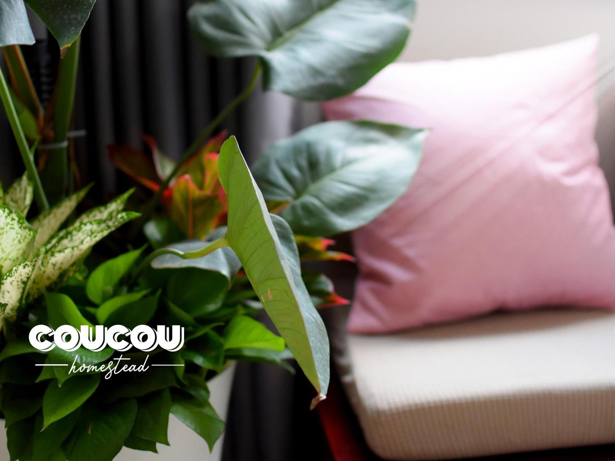 Coucou Homestead Ii - Homestay Quan 1 Khách sạn hẻo lánh *